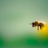 針を光らせながら飛ぶミツバチ