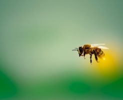 針を光らせながら飛ぶミツバチ