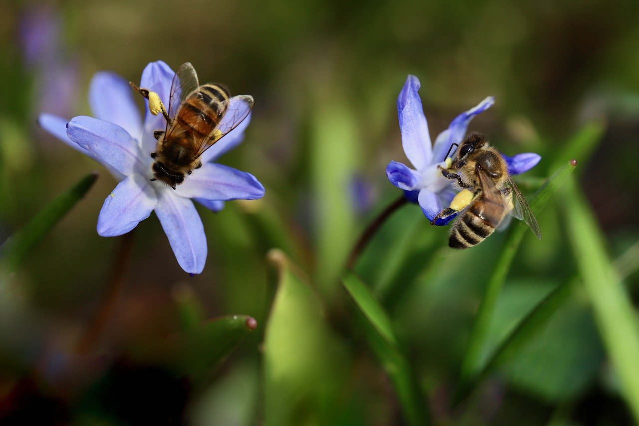 2匹のミツバチが花に止まっている様子